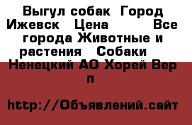 Выгул собак. Город Ижевск › Цена ­ 150 - Все города Животные и растения » Собаки   . Ненецкий АО,Хорей-Вер п.